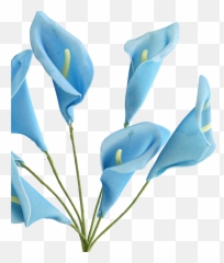 Calla Lily Png - Blue