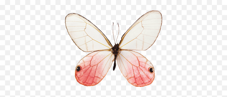 Tumblr Butterfly Png 3 Image - Transparent Butterfly Aesthetic Png,Real Butterfly Png