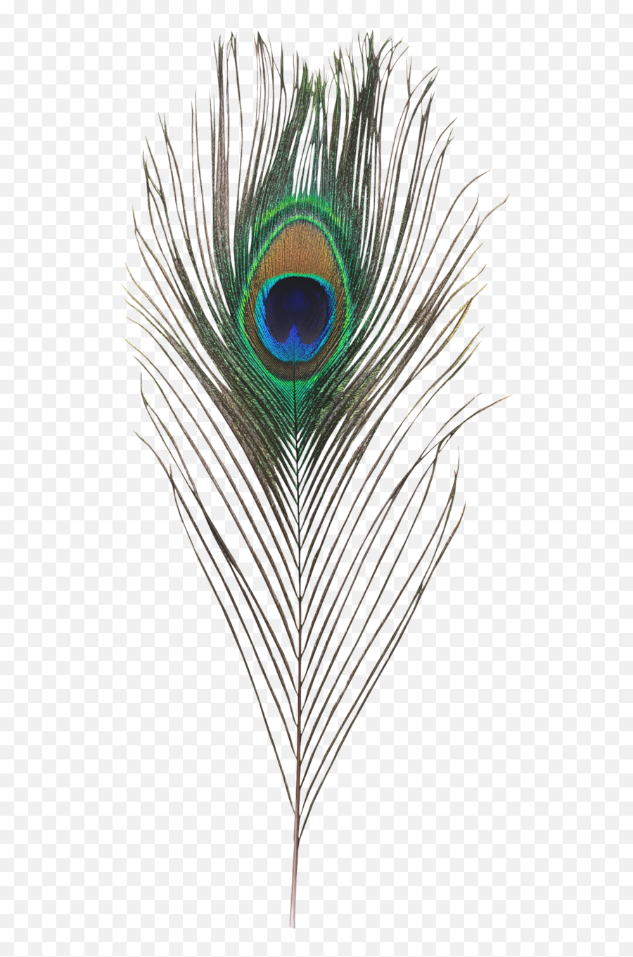 Download Single Peacock Feathers Png Hd - Krishna Transparent Peacock Feather Png,Peacock Feathers Png