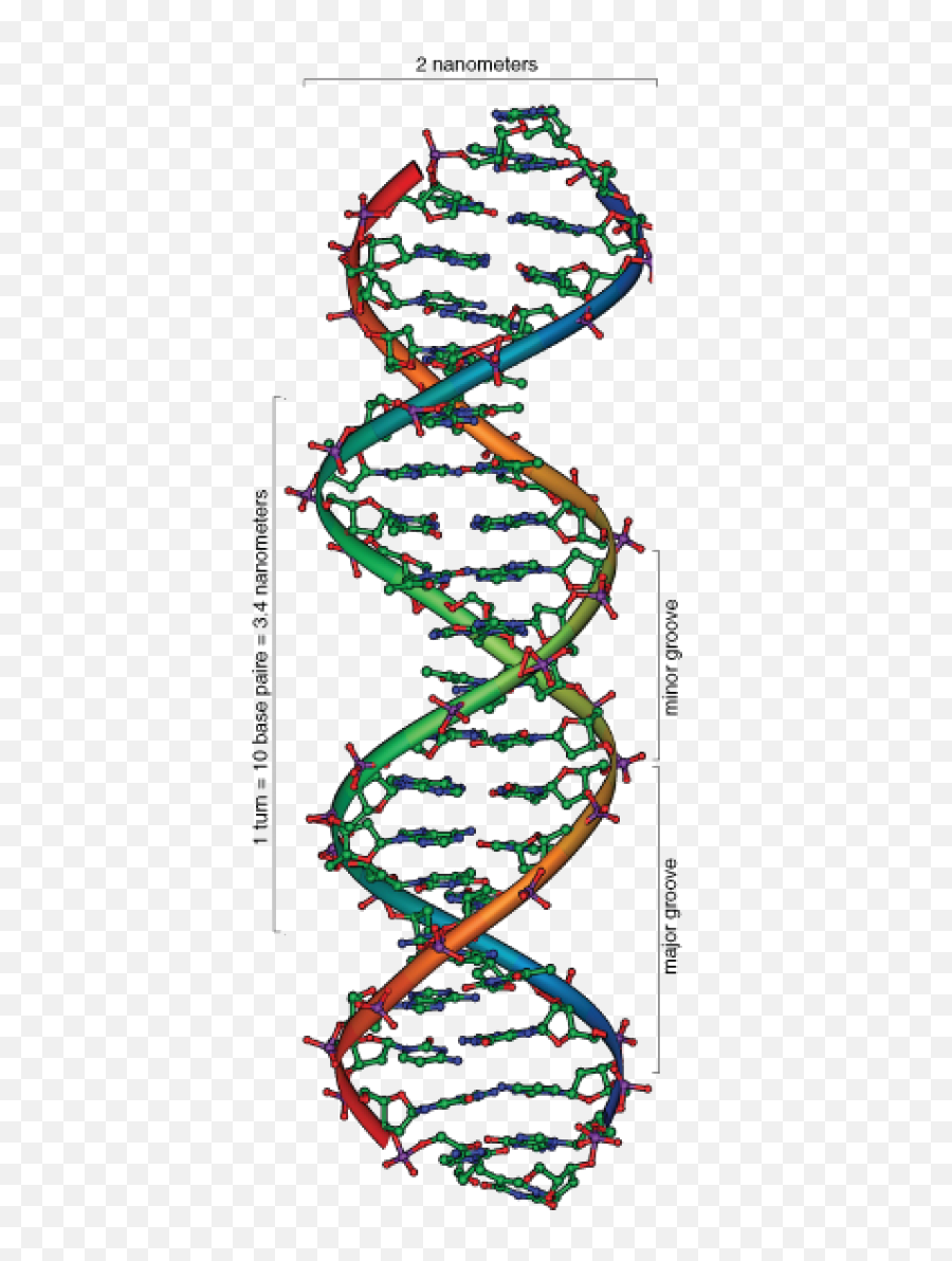 Double Helix Png - Deoxyribose Sugar Double Helix,Double Helix Png