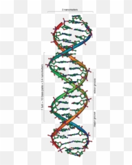Double Helix Png - Deoxyribose Sugar