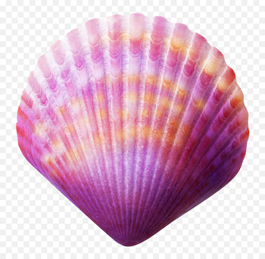 Purple Seashell Transparent Cartoon - Sea Shells Transparent Background Png,Seashell Transparent