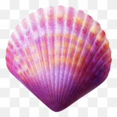 Purple Seashell Transparent Cartoon - Sea Shells Transparent Background Png,Seashell Transparent