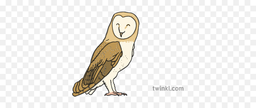 Barn Owl Illustration - Barn Owl Twinkl Png,Barn Owl Png