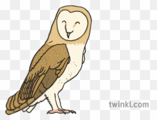 Barn Owl Illustration - Barn Owl Twinkl Png,Barn Owl Png