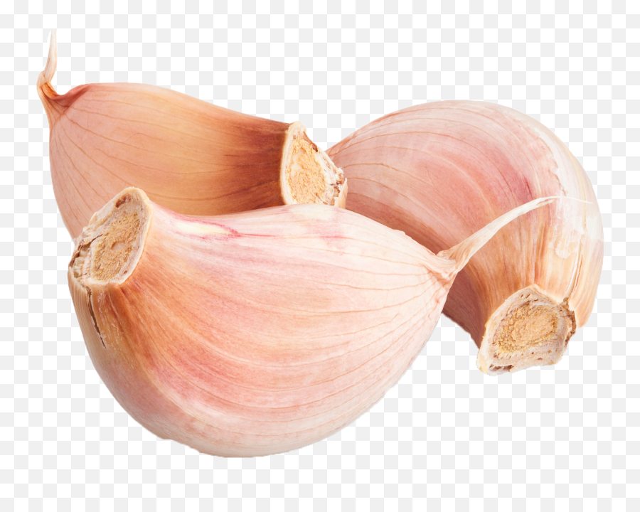 Garlic Strengthen Immune System - Garlic Transparent Garlic Png,Garlic Transparent Background