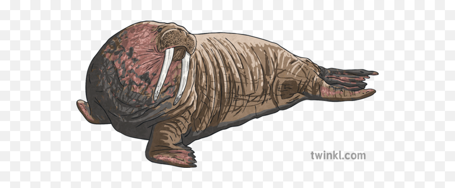 Walrus Arctic Animal English Ks2 Illustration - Twinkl Walrus Png,Walrus Png