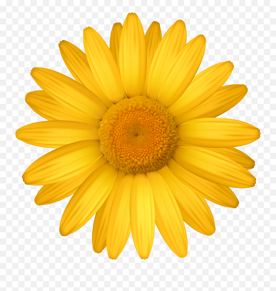 Free Yellow Daisy Png Download - Pink Daisy Clipart,Daisies Png