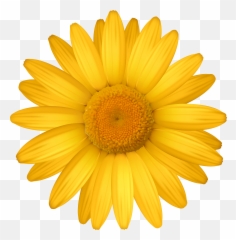Free Yellow Daisy Png Download - Pink Daisy Clipart,Daisies Png
