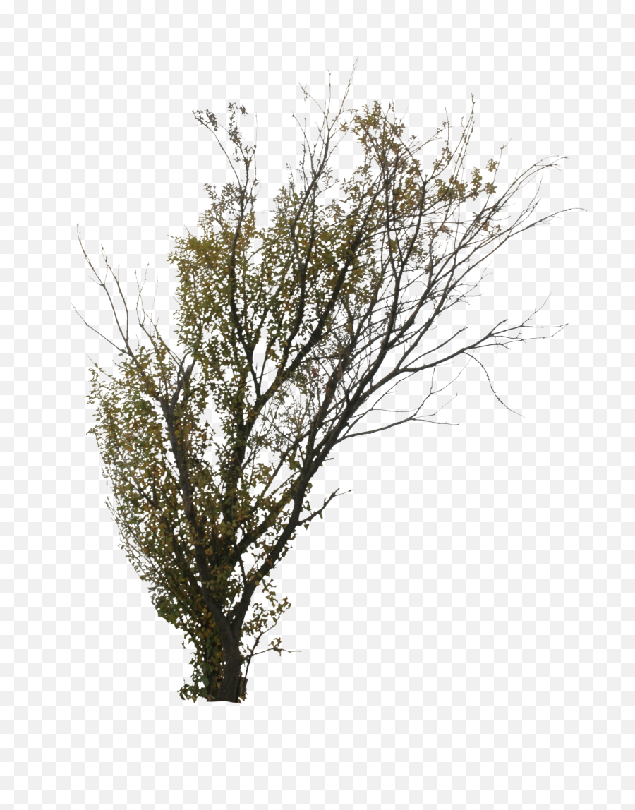 Download 2d Trees Autumn - Transparent Png Birch Trees Png Autumn Tree In Png,Transparent Trees