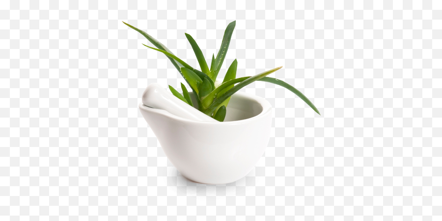 Sappe Europe - Aloes Png,Aloe Vera Png