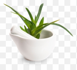 Sappe Europe - Aloes Png,Aloe Vera Png