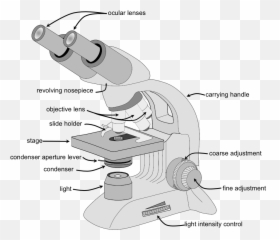 Magnifying Parts Of Microscope Png