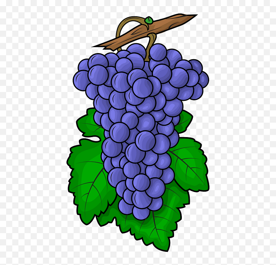 Black Grapes - Uva Clipart Png,Grapes Transparent