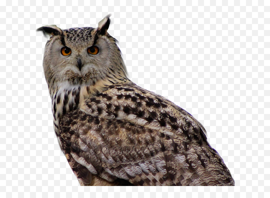 Owl Bird Of Prey - Buho Real Png,Transparent Animals