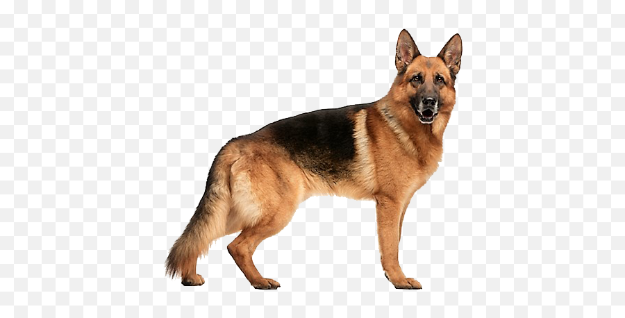 German Shepherd Dog Breed Information - German Shepherd White Background Png,German Shepherd Transparent