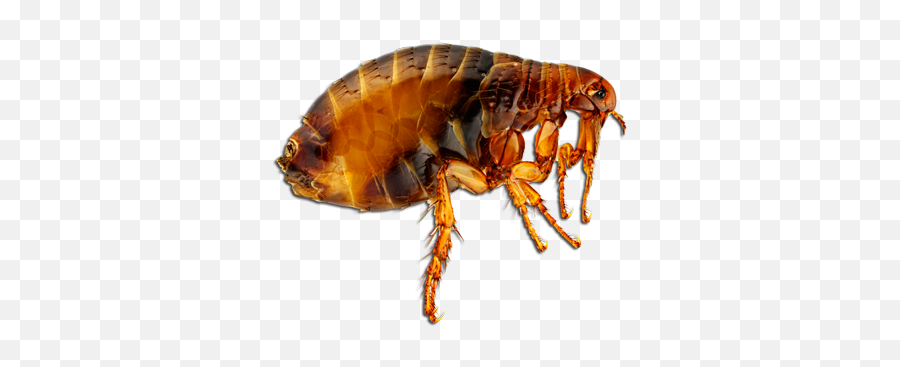 Flea Png - Pulga Png,Flea Png