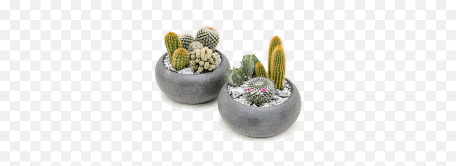 Nieuwkoop Europe Arrangement Cacti 3tray - Hedgehog Cactus Png,Cacti Png