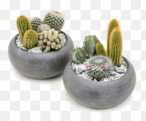 Nieuwkoop Europe Arrangement Cacti 3tray - Hedgehog Cactus Png,Cacti Png