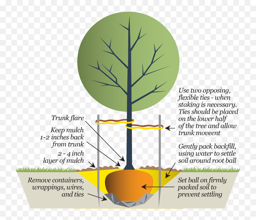 Trees In Plan Png - Planting New Trees Diagram 533553 Diagram,Tree Plan Png