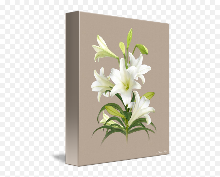 Easter Lily - Lily Png,Easter Lily Png