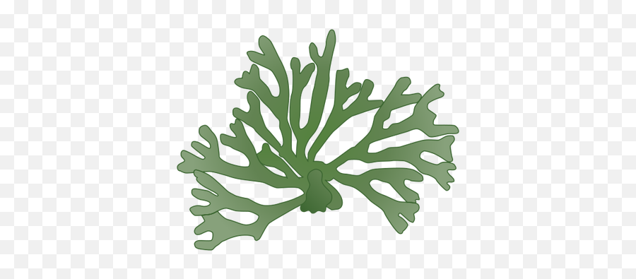 Algae Clipart Codium Transparent Free For - Macroalgae Icon Png,Algae Png
