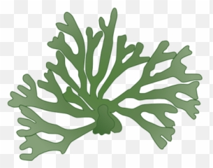 Algae Clipart Codium Transparent Free For - Macroalgae Icon Png,Algae Png