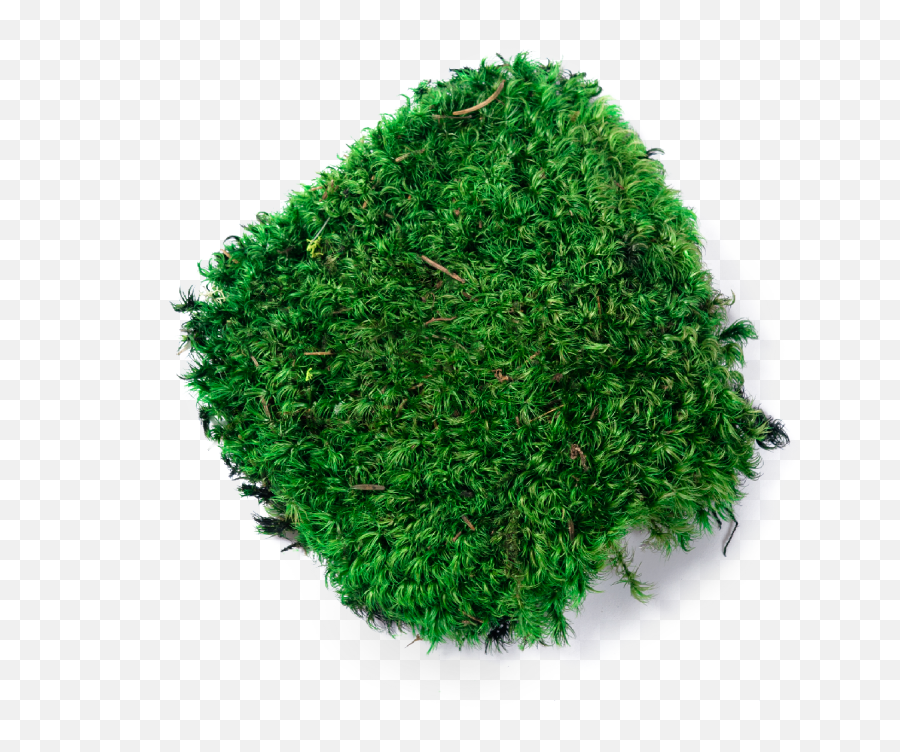 Download 1 - Moss Transparent Background Png,Moss Png