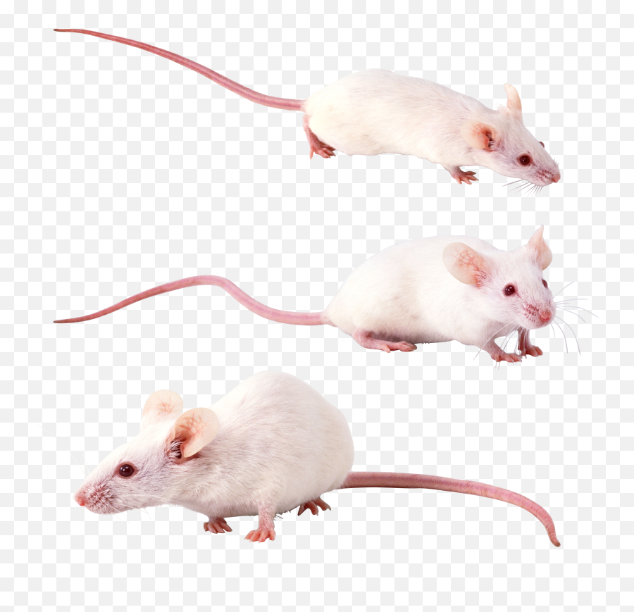 Rat Mouse Mice Png Free Images Pictures