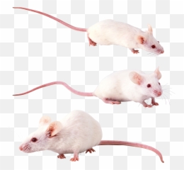 Rat Mouse Mice Png Free Images Pictures