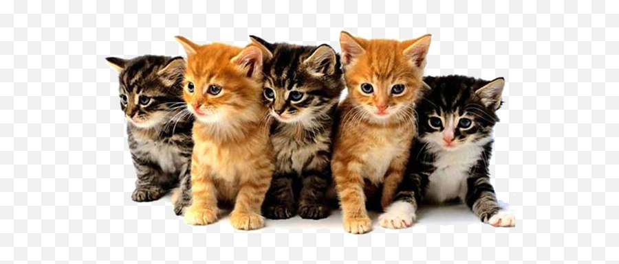 Download Hd Feline Panleukopenia Virus - Animal Programs On Tv Png,Kittens Png