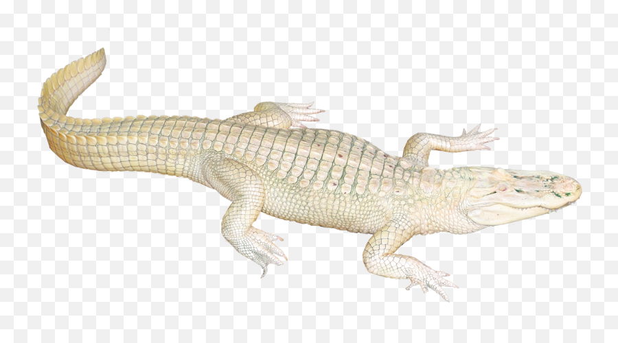 Alligator Crocodile Transparent Png - White Image Of Crocodile Clipart,Aligator Png