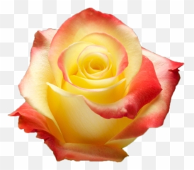 Florida - Yellow Rose Hd Image Download Png,Yellow Rose Transparent
