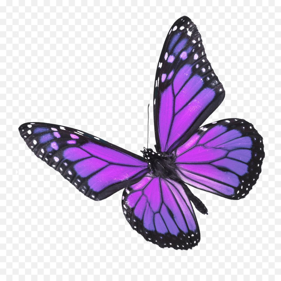 Png Www Pixshark Com Images Galleries - Real Purple Butterfly,Real Butterfly Png