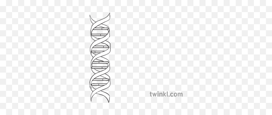 Double Helix Structure Of Dna Diagram - Diagram Dna Double Helix Structure Png,Double Helix Png