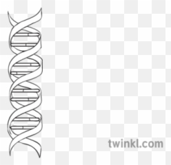 Double Helix Structure Of Dna Diagram - png