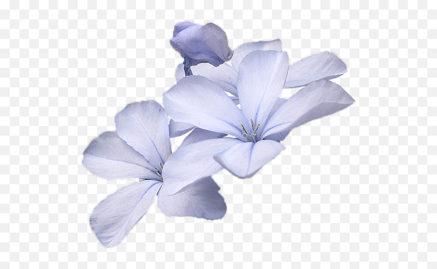 Small Blue Flowers Png Transparent Flower
