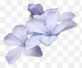 Small Blue Flowers Png Transparent Flower