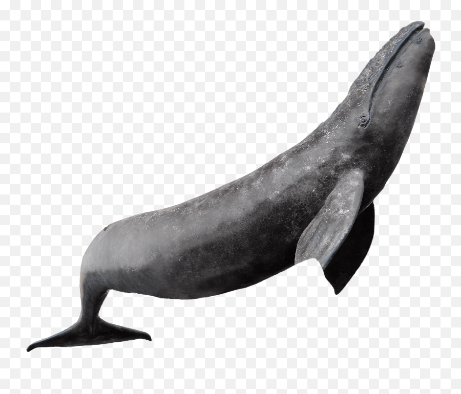 Whale Photos Png Transparent Background - Whale Png,Shot Png