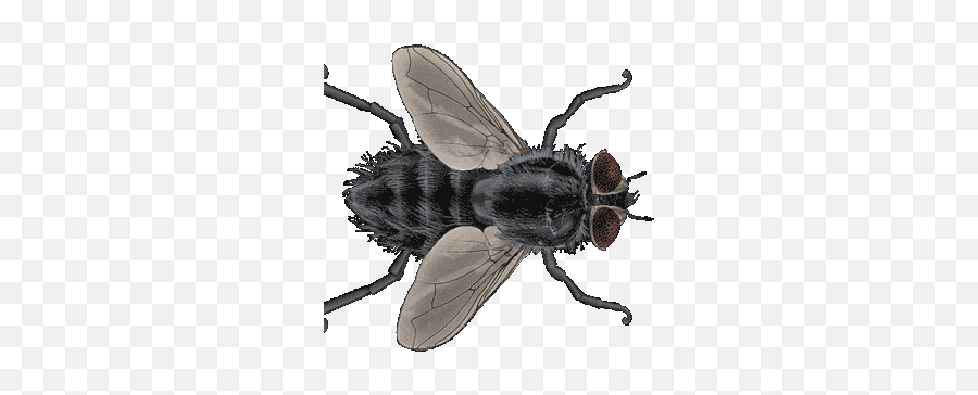 Colin Raff Grotesque Gif - Colinraff Grotesque Bug Discover U0026 Share Gifs Transparent Housefly Gif Png,Fly Transparent