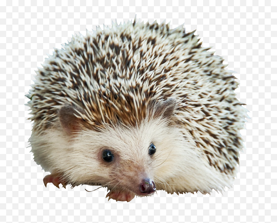 Hedgehog Clipart - Hedgehog Pygmy Png Transparent,Hedgehog Transparent