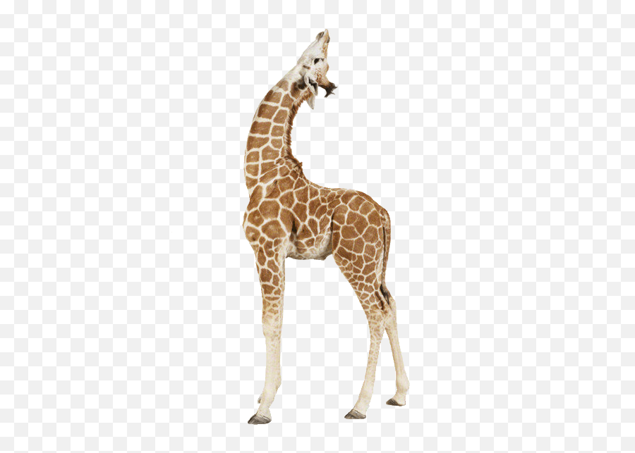 Giraffe Paper Animal Print Printing - Baby Giraffe Looking Up Png,Giraffe Png