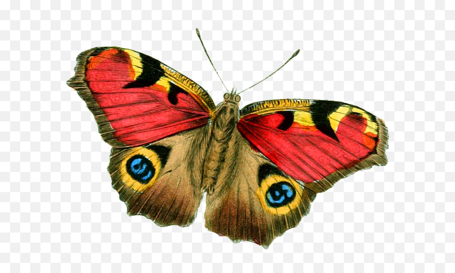 Butterfly Bright Vintage - Free Image On Pixabay Real Insects For Kids Png,Flying Butterfly Png