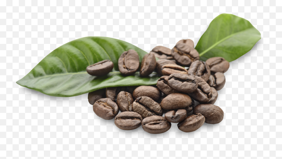 Arabica Coffee Beans Png Download - Arabica Bean Coffee Png,Beans Png