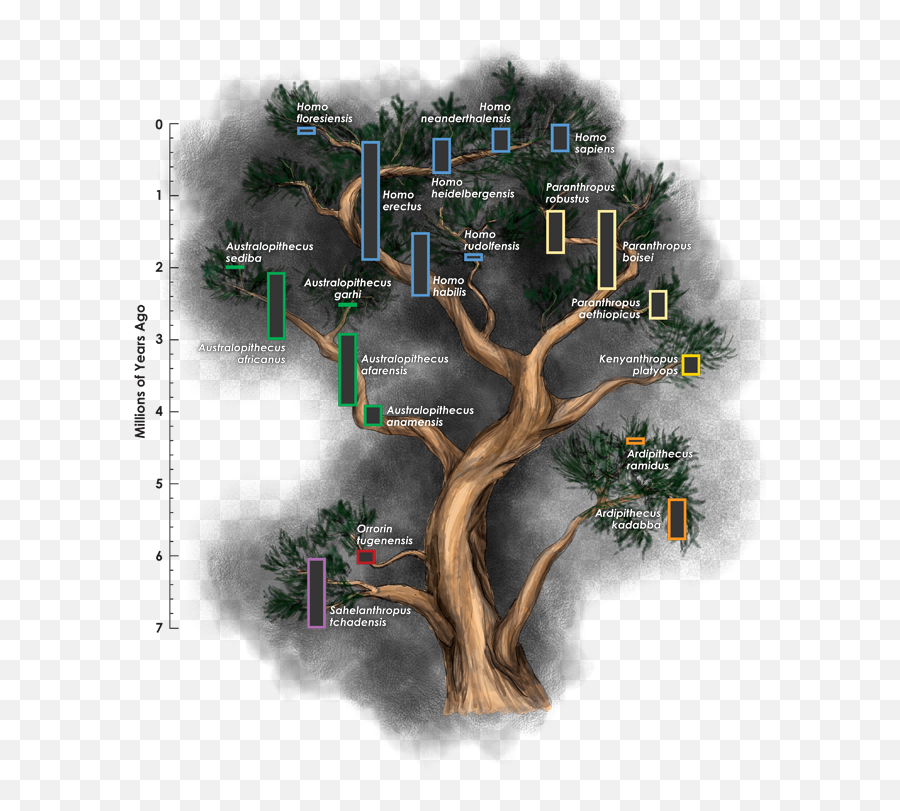 Redefining Homo Does Our Family Tree Need More Branches - Homo Genus Family Tree Png,Family Tree Png