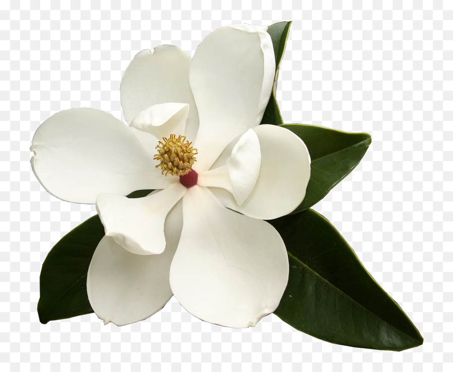 Magnolia Flower Png Image With No - Transparent Magnolia Flower Png,Magnolia Png