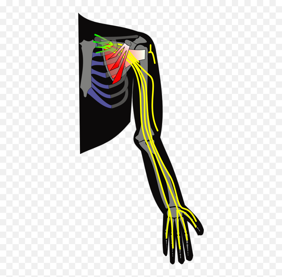 Ch13 Brachial Plexus - Nerves Of Upper Limb Simple Png,Plexus Png