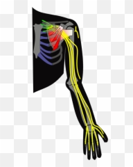 Ch13 Brachial Plexus - Nerves Of Upper Limb Simple Png,Plexus Png