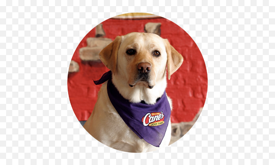 Why The Dog Raising Caneu0027s Chicken Fingers Sauce - Dog Clothes Png,Yellow Lab Icon Png