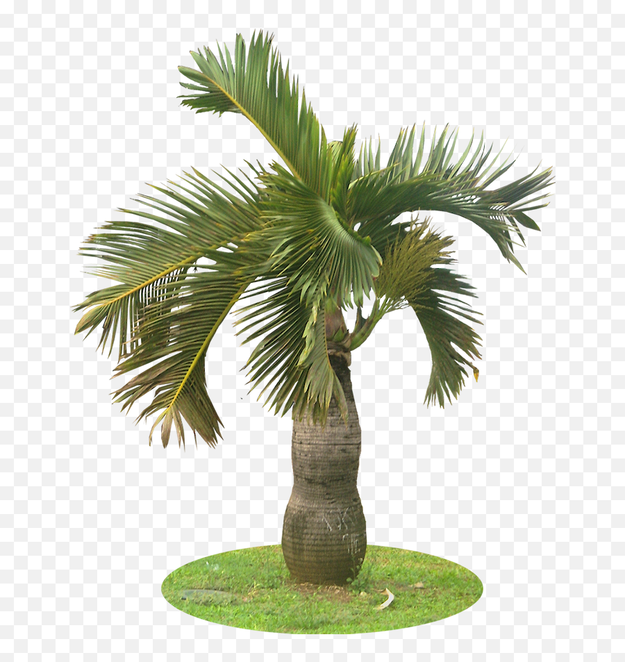 Download A Collection Of Tropical Plant Images With - Garden Palm Tree Png,Tropical Tree Png